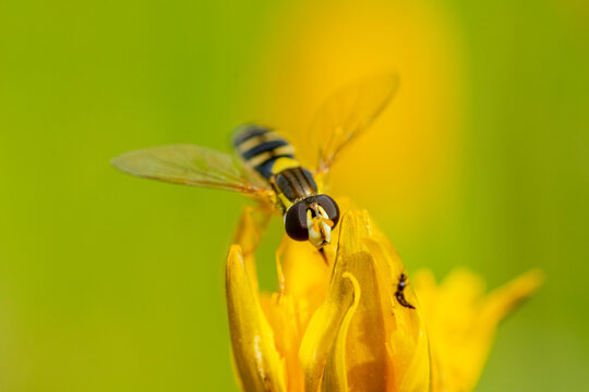 Syrphid fly pollinating wild Andalusian orchids