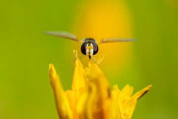 Hoverfly on andalusian wild flower close-up