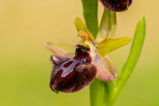 Ophrys incubacea orchid close-up in Andalusia flora
