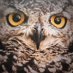 The Staring Eyes Of A Tawny Owl