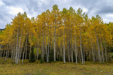 Aspen in the fall