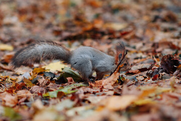A red squirrel in the autumn forest in its natural habitat. A close-up portrait of a squirrel. The forest is full of muted colors on the eve of winter.