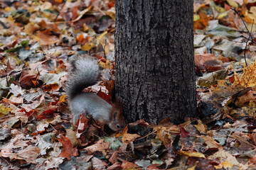 A red squirrel in the autumn forest in its natural habitat. A close-up portrait of a squirrel. The forest is full of muted colors on the eve of winter.
