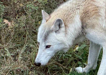 White wolf at the zoo