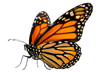 A detailed close up of a monarch butterfly with vibrant orange and black wings isolated on transparent background