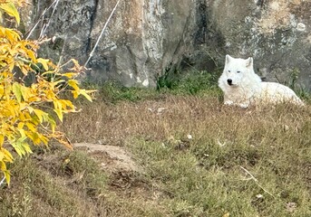 White wolf at the zoo