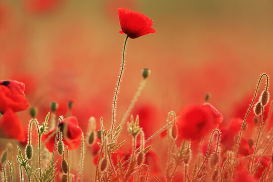 Delicate red poppies in spring bloom