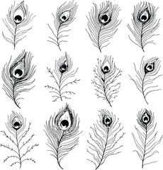 Peacock Feather Silhouette Grid Vector Featuring Twelve Unique Designs with Eye Spots and Ornate Line Patterns