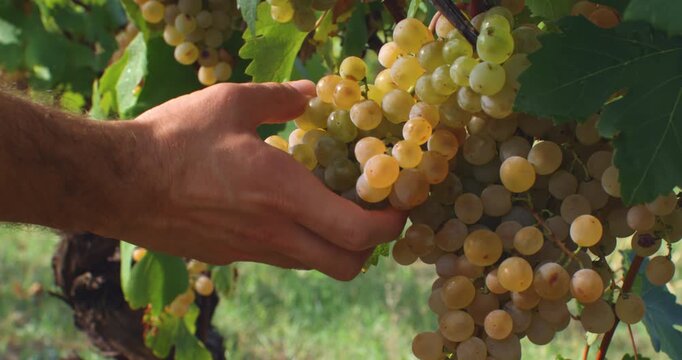 Close-up of a man inspecting white grapes moments before handpicking during harvest in a vineyard. Cinematic natural light and soft focus create an authentic, emotional atmosphere.