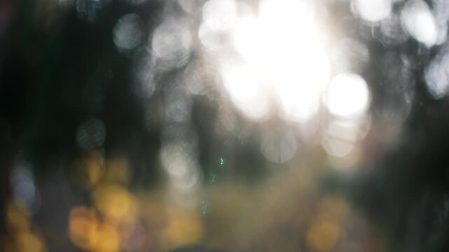 Close-up view of a eurasian red squirrel eating a nut in a forest, its silhouette backlit by the sun, then jumping out of the frame revealing a beautiful flare and autumn scenery