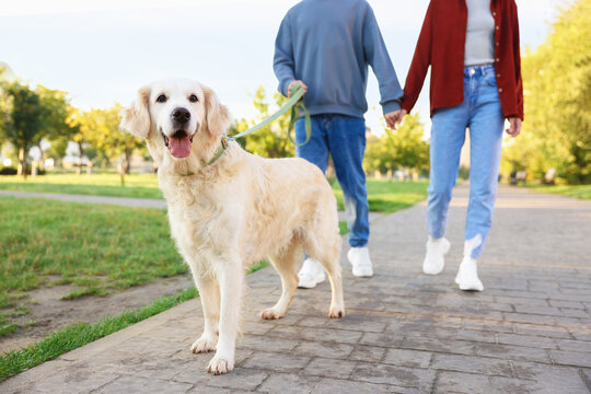 Couple with their adorable golden retriever dog in park, closeup