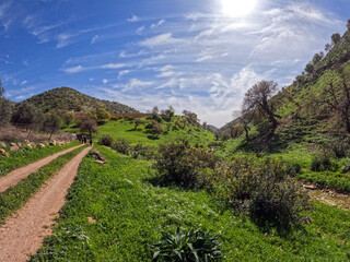 Irbid, Jordan : The road to Birkat al-Arais - hiking in nature, among forests and trees 