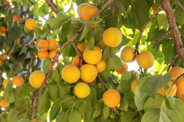 Ripe apricots hanging from a tree in a summer garden