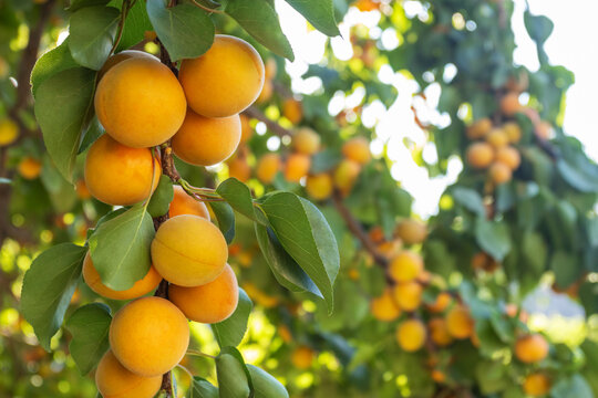 Fresh ripe apricots growing on a summer fruit tree
