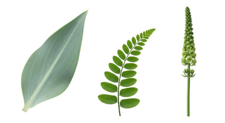 Isolated foliage, botanical elements, natural green leaf shapes in organic pattern, plant study