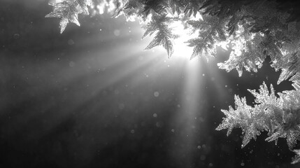 Light beams through frosted tree branch. Winter concept. Use for Christmas marketing, holiday design, nature editorial, seasonal web banner.