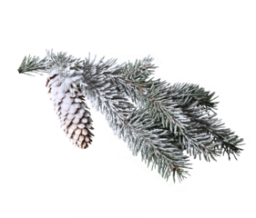Frosted Fir Branch with Cone PNG
