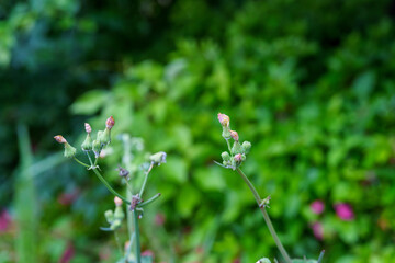 若葉と花のつぼみが織りなす初夏の景色