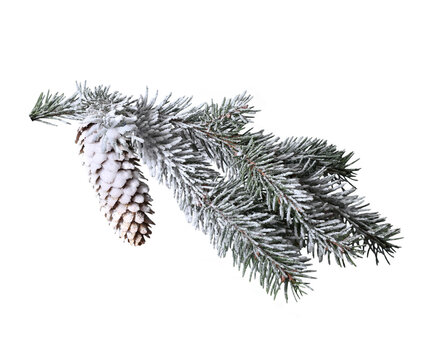 Frosted Fir Branch with Cone PNG