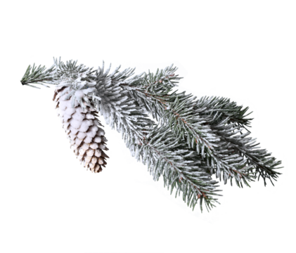 Frosted Fir Branch with Cone PNG