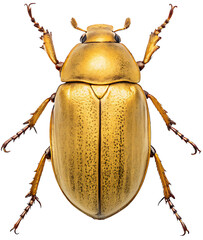 Golden beetle  