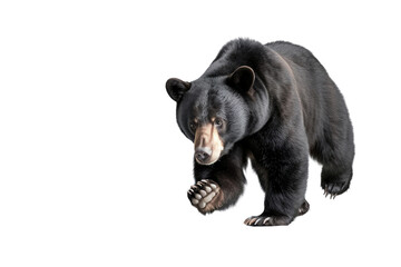 Fototapeta premium Black bear walking with keen eyes, showcasing its strength and grace.