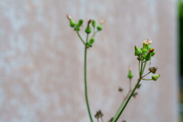 ノボロギクのつぼみと種子殻 ― ベージュ背景のミニマル