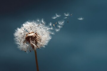 A close-up of a dandelion puffball, with seeds scattering against a dark blue background
