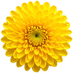 A vibrant, fully bloomed yellow flower against a black background, showing its many petals