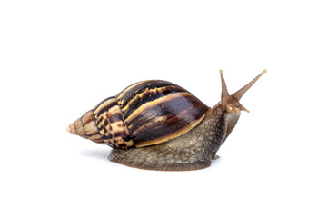 Giant african snail - Achatina fulica are crawling or moving slowly isolated on white background.