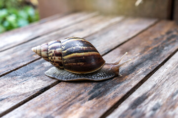 Giant african snail - Achatina fulica are crawling or moving slowly on wet wooden lattice in backyard after the rain.