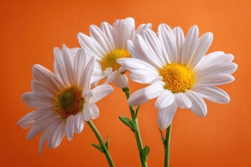 Naklejka premium Three white-petaled flowers with yellow centers, stems, against a vibrant orange backdrop