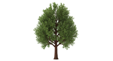 Isolated tree with a dense canopy, deciduous leaves, and brown bark against no background