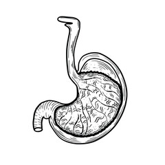  The human stomach in a vintage engraving style. Detailed anatomical drawing used for medical education, biology textbooks, healthcare design, and scientific materials.
