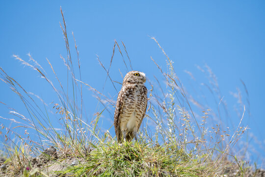 Burrowing owl in the Tatacoa Desert's grassy landscape