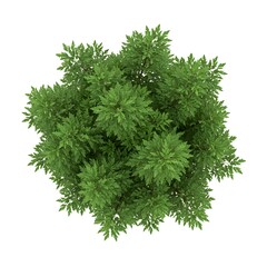 fresh parsley isolated on white