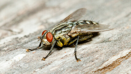fly on leaf