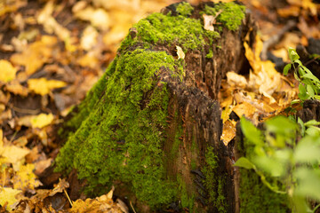 Old tree stump covered with moss in the forest