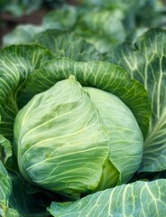 Young cabbage grows in the garden. Harvest organic cabbage	