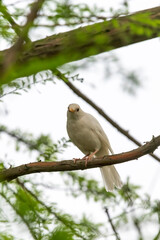 white dove on branch
