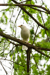 white dove on a branch