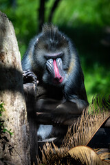 baby baboon sitting on the ground