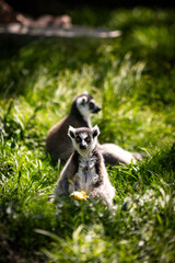ring tailed lemur