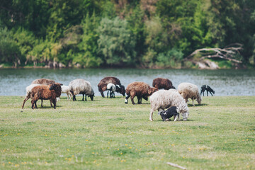 Grazing sheep and lambs enjoy a sunny afternoon by the tranquil riverbank in a serene countryside setting