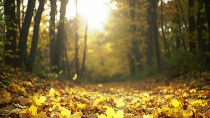 Golden autumn leaves falling in forest with bright sun and tranquil nature scene