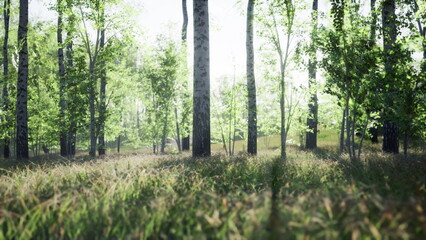 Obraz premium Sunlight filters gently through the tall trees, casting soft shadows on the lush grass. The serene atmosphere invites a sense of peace and harmony with nature, making it perfect for a relaxing stroll.