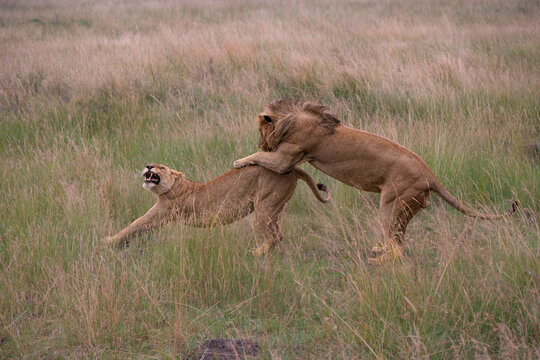 Instincts of the wild