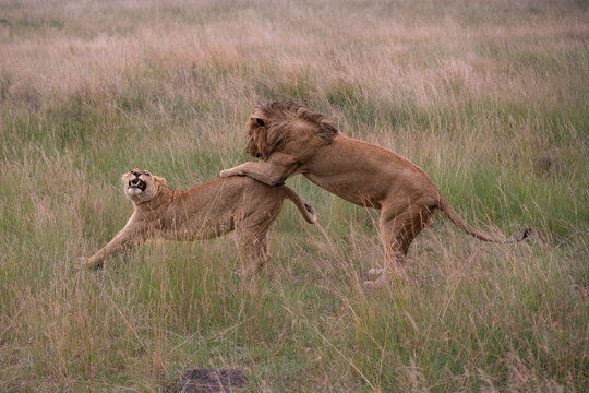 Instincts of the wild