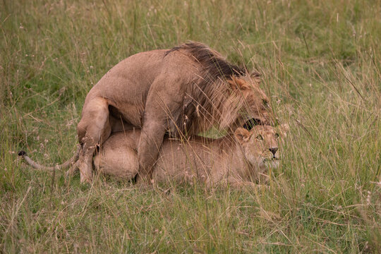 Instincts of the wild