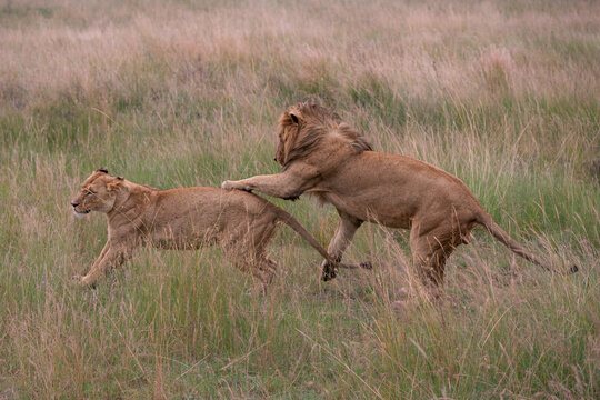 Instincts of the wild